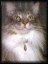 Cat012
